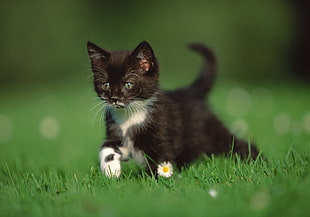 Tuxedo kitten on grass field at day