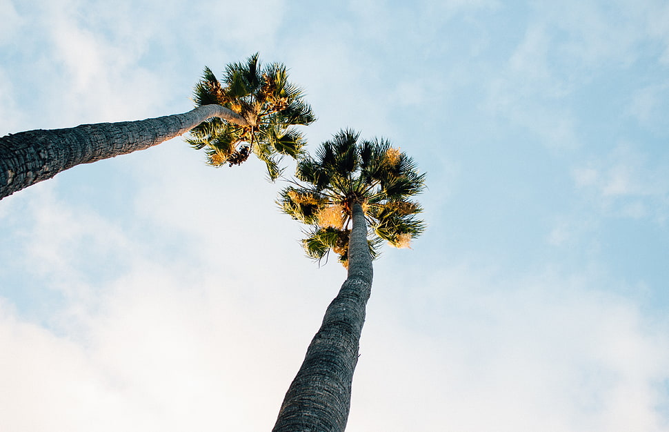 worm's eye view of palm tree HD wallpaper