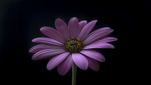 shallow focus photography of purple daisy HD wallpaper