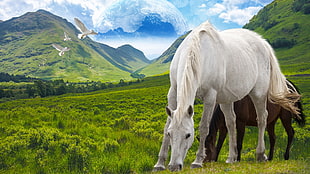white-and-brown horse eating grass near on green mountain