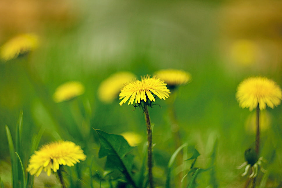 selective focus photography of yellow flower HD wallpaper