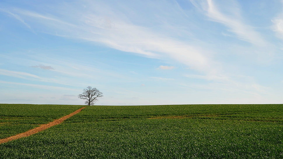 one bare tree on wide open field HD wallpaper