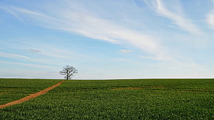 one bare tree on wide open field HD wallpaper