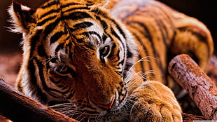 tiger closeup photo
