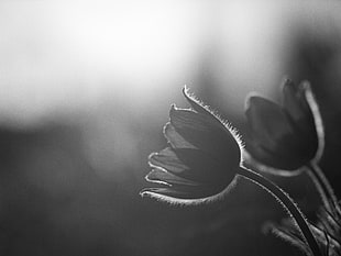 grayscale photography of plant during daytime HD wallpaper