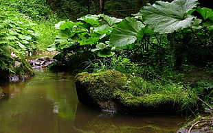 body of water in the middle of green plants