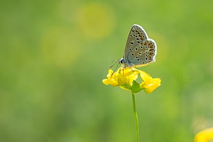 Karner Blue butterfly perched on yellow flower in close-up photography during datime