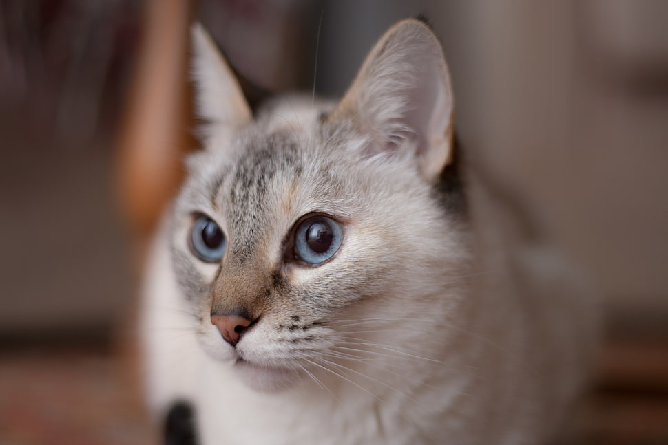 white and black cat HD wallpaper