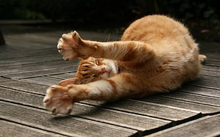 orange tabby cat, cat, wooden surface, animals, stretching