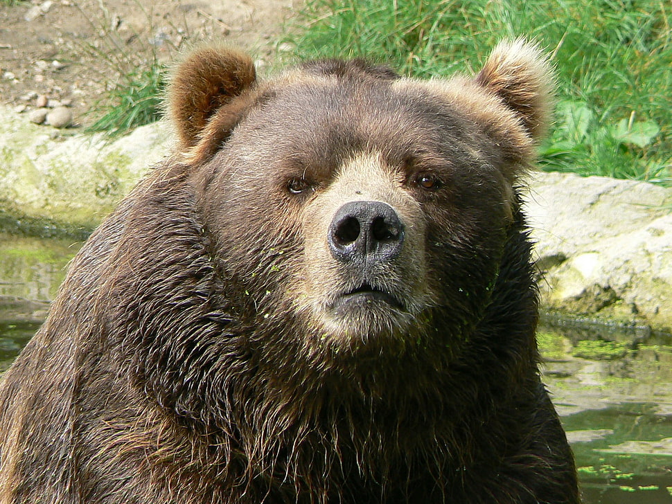 Grizzly Bear HD wallpaper
