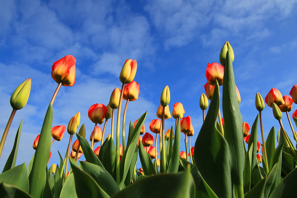 yellow-and-red Tulip flowers HD wallpaper