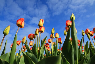 yellow-and-red Tulip flowers