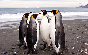 four penguins on seashore