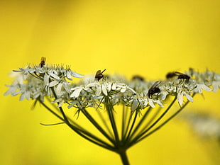 macro photography white cluster flower with flies HD wallpaper