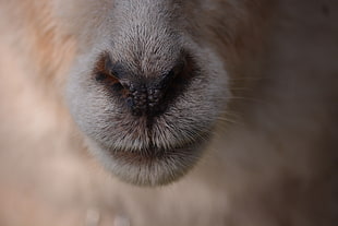 macro photography of animal nose HD wallpaper