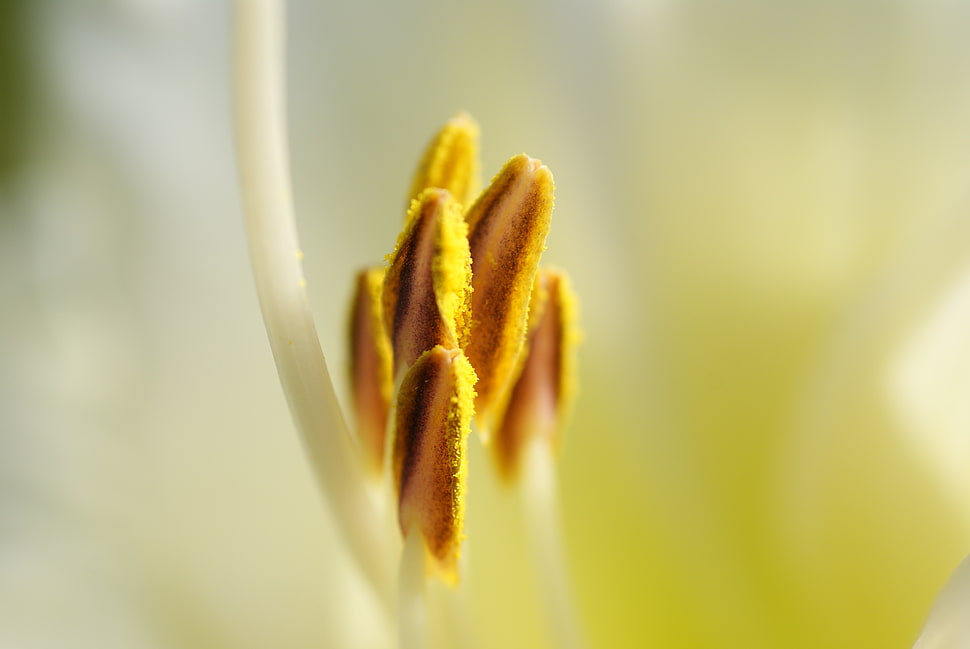 selective focus photography of white and yellow petaled flower HD wallpaper