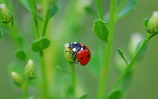 red ladybug perched on green plant in closeup photo