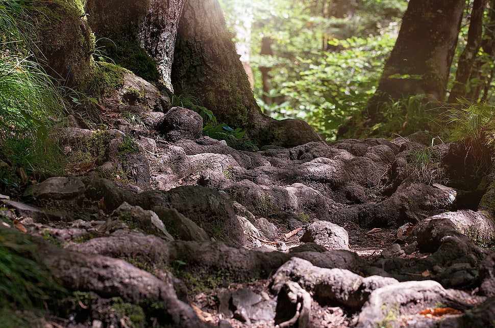 gray tree roots with green grasses HD wallpaper