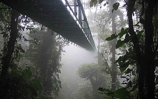 black metal bridge, landscape, nature, mist, forest
