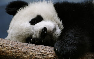 shallow focus photography of panda sleeping on tree branch