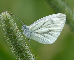 photo of white butterfly perching on green stem, green-veined white, napi HD wallpaper
