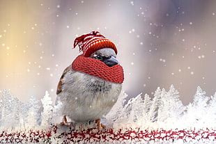white and brown bird with red knitted cap during winter season