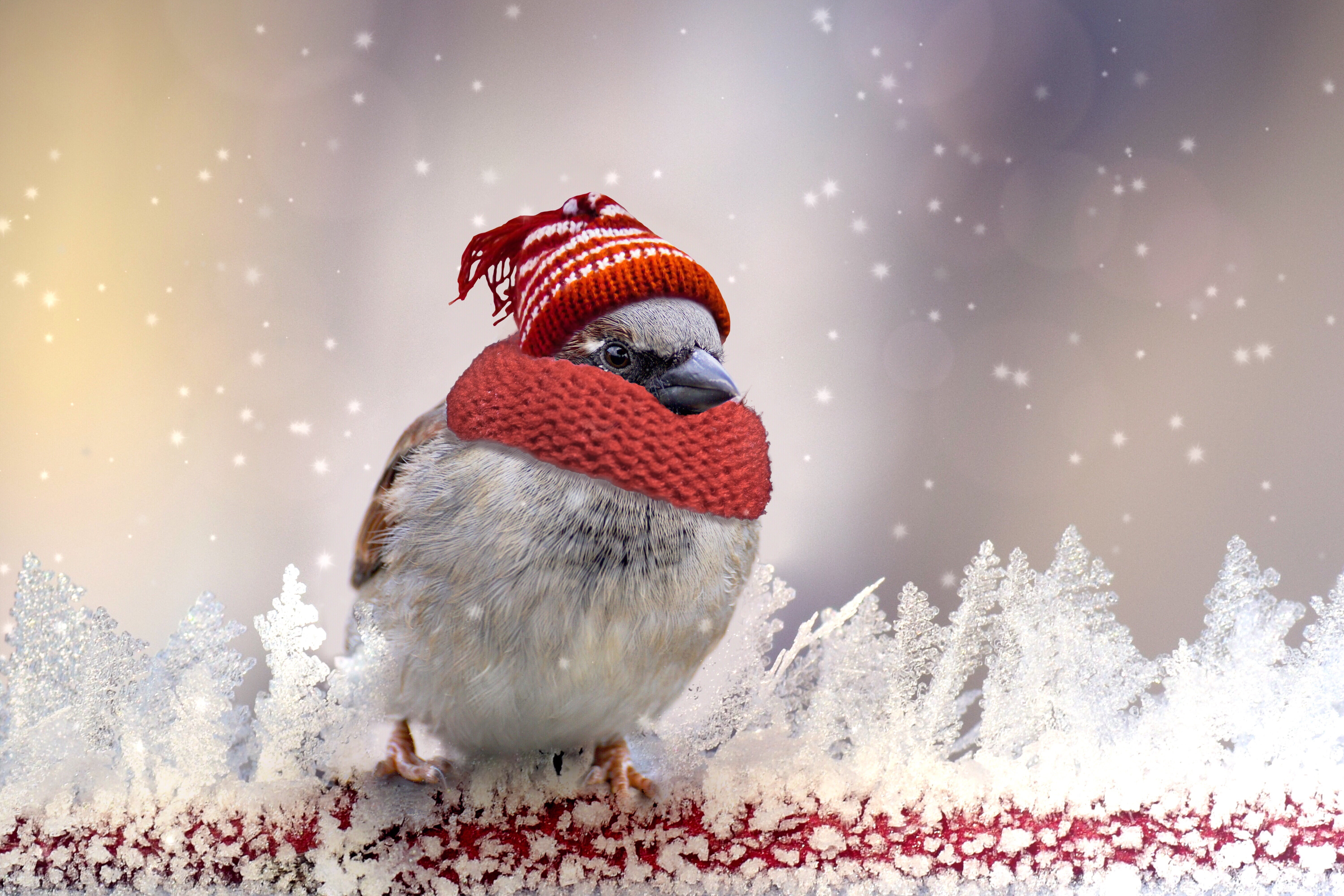 Картинка доброго понедельника зимняя. Доброе морозное утро. Птица в шапке. Доброе Снежное утро. Доброе утро зима.