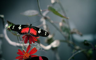 selective focus of red and black Butterfly on red petaled flower HD wallpaper