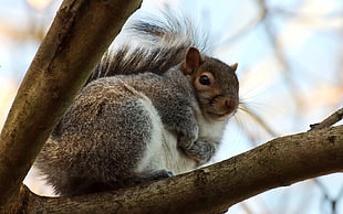 gray and white squirrel on top of brown wooden branch