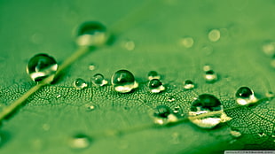 water droplets, water drops, leaves, green