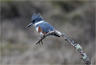 selective focus wildlife photography of gray long-beak bird on tree HD wallpaper