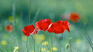 red poppies selective-focus photography