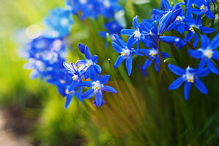 blue petaled flowers in closeup photo