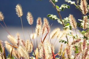 brown flowers, nature, spikelets, plants