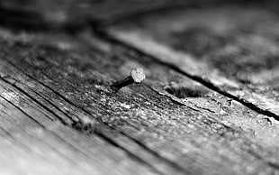 nail on brown wooden plank