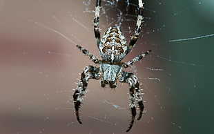 close-up photography of gray and black Araneus Cavaticus Barn Spider on spiderweb
