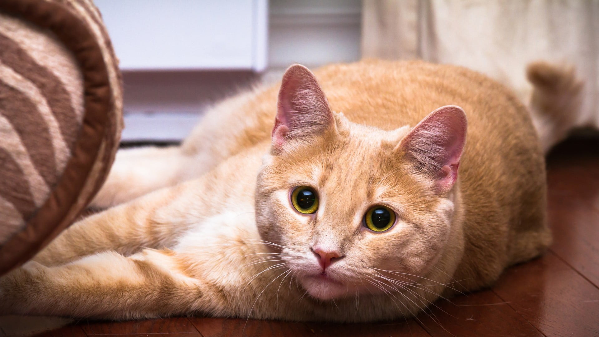 Orange Tabby cat HD wallpaper | Wallpaper Flare