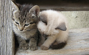 gray tabby kitten and white Siamese kitten on stair
