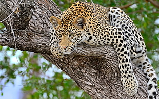 brown and black 4-legged animal climbing in the tree HD wallpaper