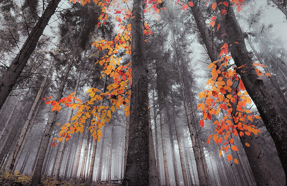 orange and brown forest photo HD wallpaper