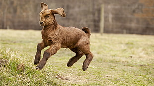 brown goat, animals, goats, baby animals