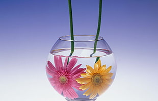 clear glass vase HD wallpaper
