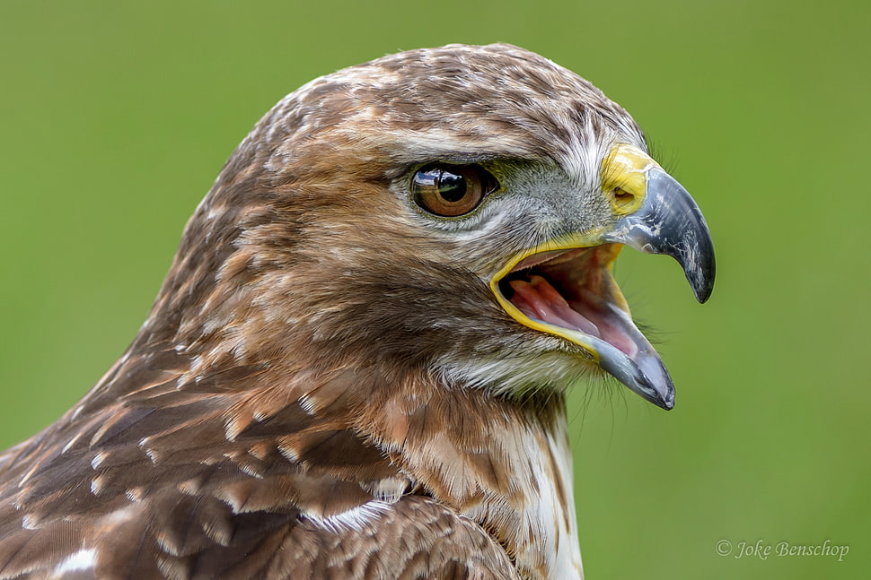 brown and gray feathered hawk HD wallpaper