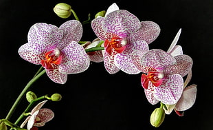 pink and white Moth Orchid flowers