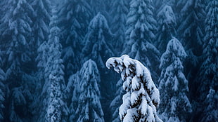 pine tree with snow wallpaper, nature, landscape, trees, forest