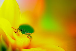 green bug perched on yellow petaled flower closeup photography