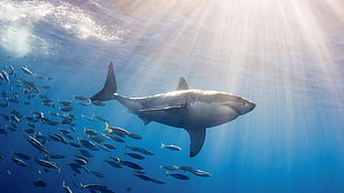 Great white shark, shark, sea, fish, animals