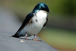 white breasted blue and black bird on gray asphalt ground, tree swallow, cecil