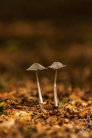 focus photo of two gray mushrooms