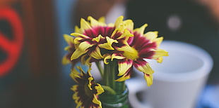 yellow-and-petaled flowers, Flowers, Petals, Vase